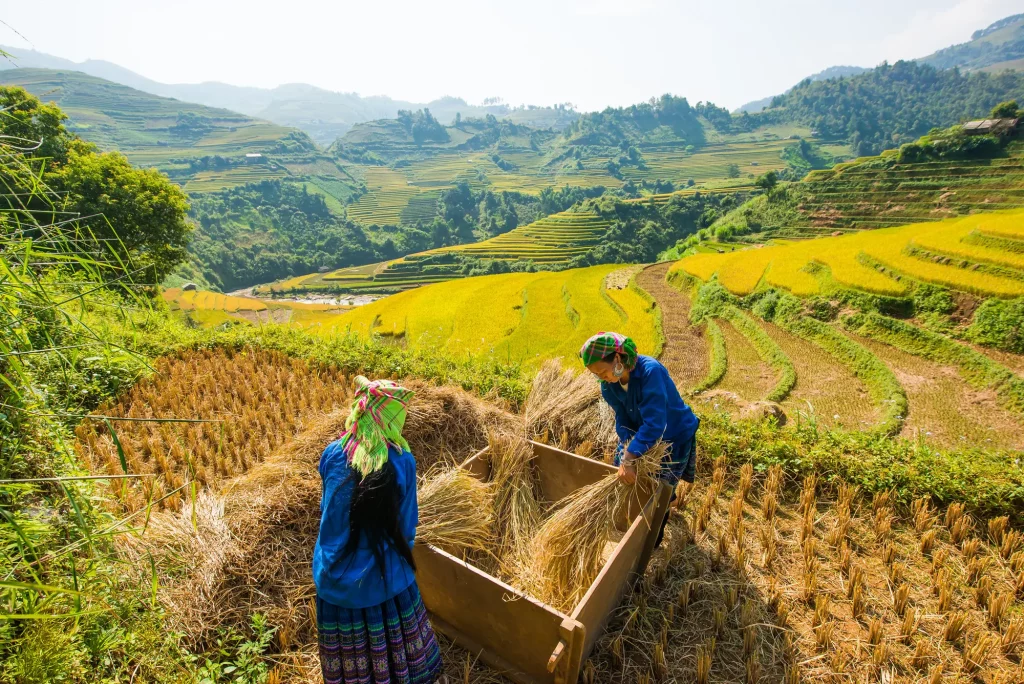 Etapa de cosecha campos de arroz del norte de Vietnam