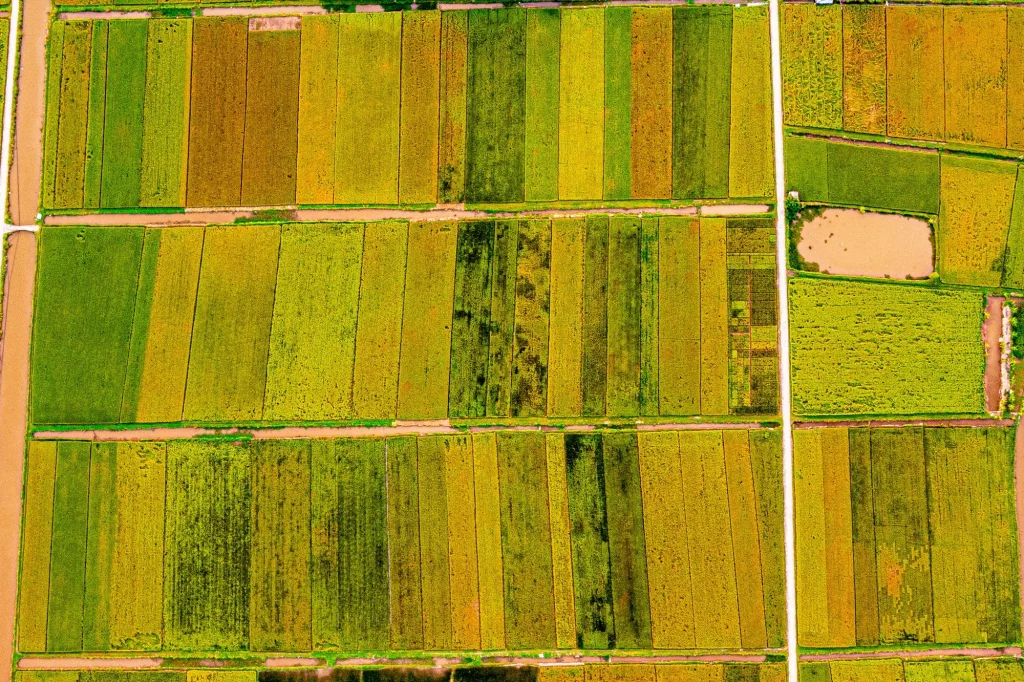 campos de arroz del Thai Binh Vietnam