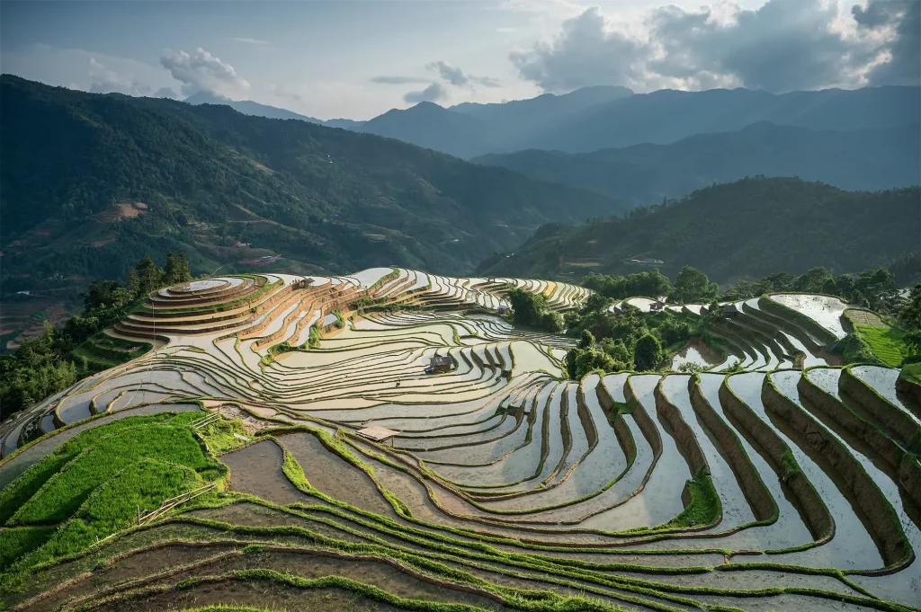 Etapa de trasplante los campos de arroz Vietnam