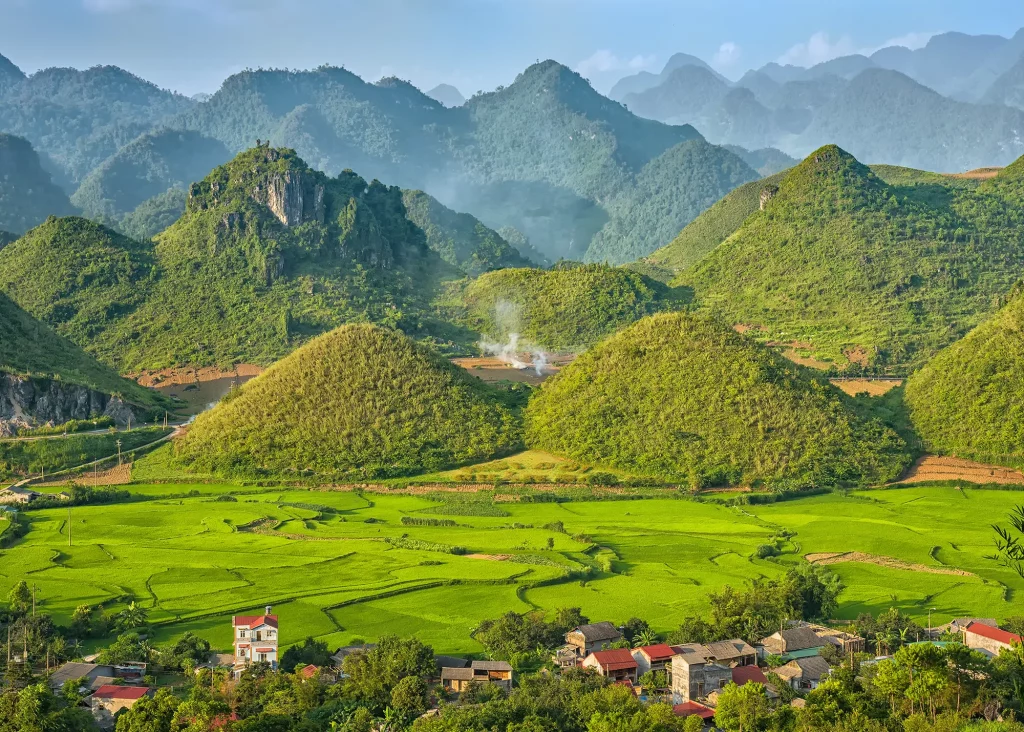 etapa de macollamiento campos de arroz del Vietnam