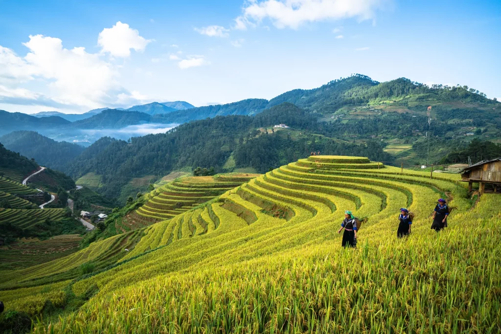 campos de arroz del Sapa