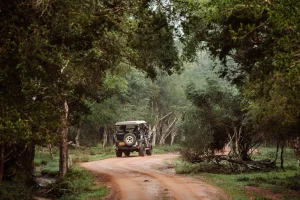 Viaje a Sri Lanka: Belleza Natural en el Corazón del Océano Índico