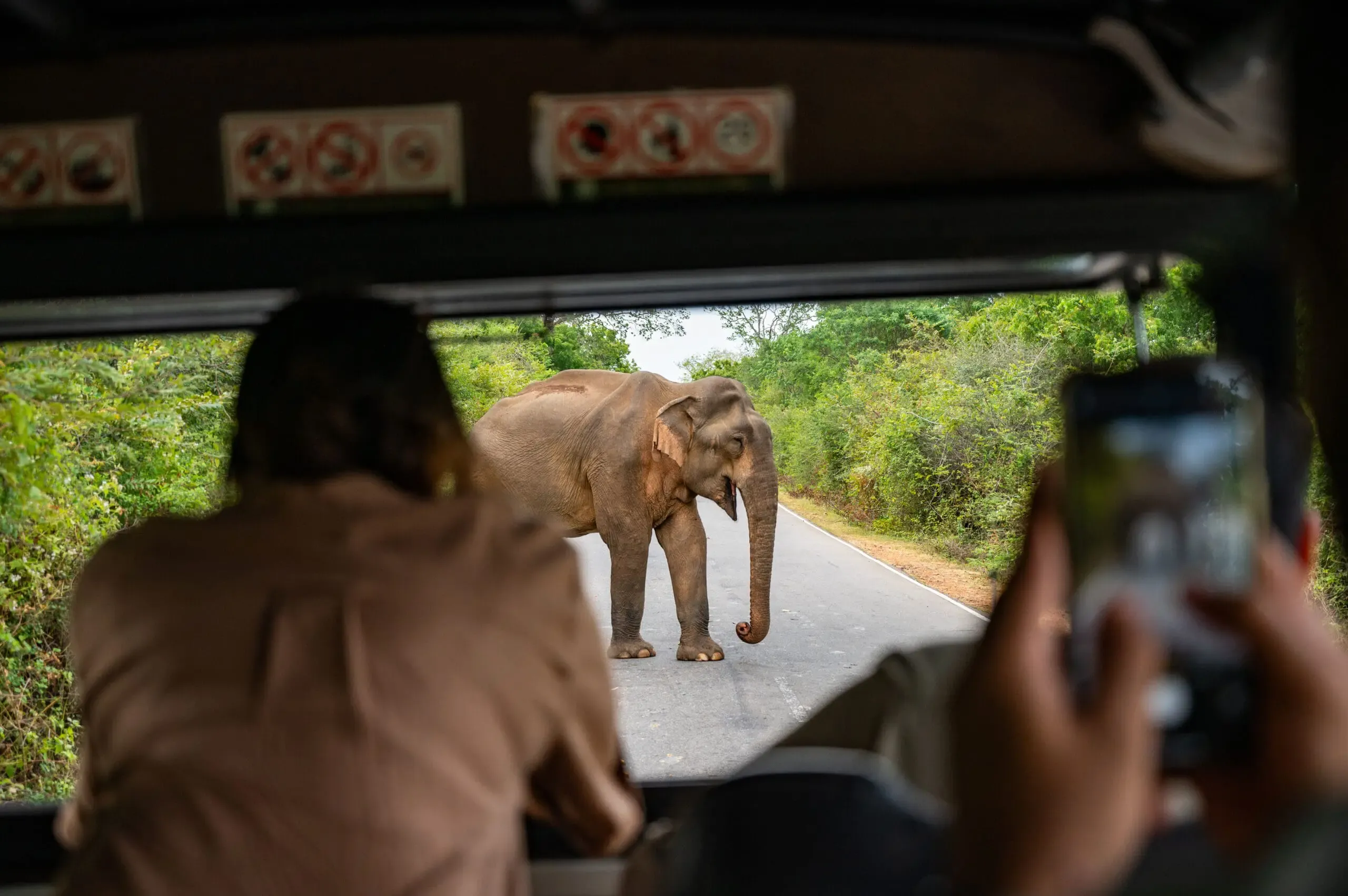 Safari en Sri Lanka: Los mejores lugares y cuándo ir